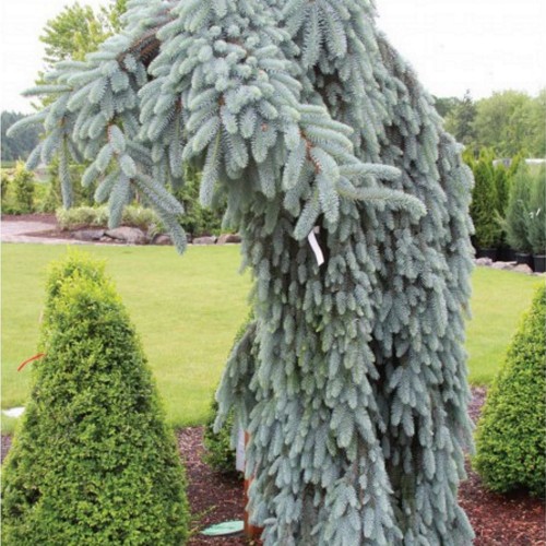 Picea pungens 'Glauca Pendula' - Torkav kuusk 'Glauca Pendula' C5/5L